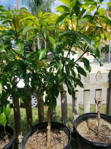 5' Foot Tall Mango Tropical Tree 3 years old Grafted 25 gallons