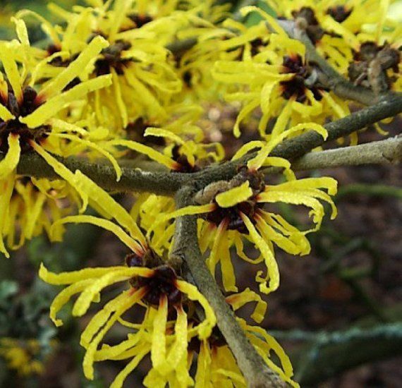 1 bushes AMERICAN WITCH HAZEL 2 foot tall bareroot