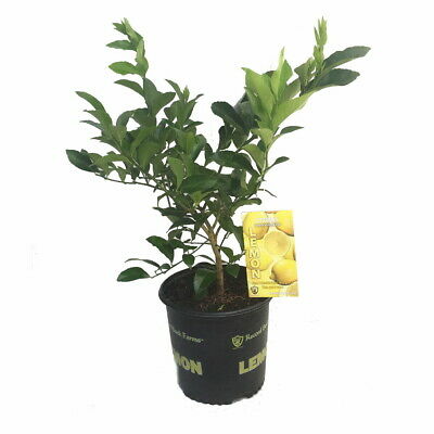 Meyer Lemon Tree + Citrus Tree Food - Fruiting Size/Branched Tree - 8