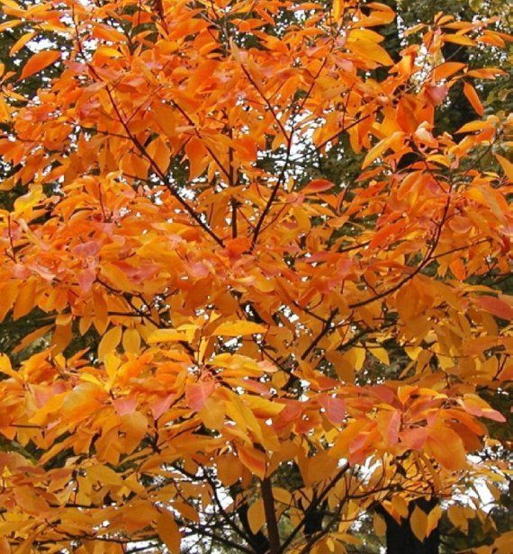 1 Sassafras bare root trees 6 inch tall bareroot tree