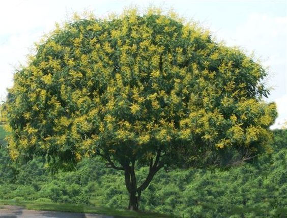 Golden Rain Tree plant, 2 for Sale  18 inch to 2 feet ,  Koelreuteria paniculata