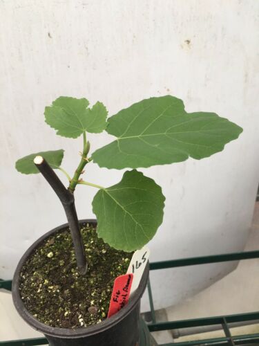 Brown Turkish Fig. Live Fruit Tree #165