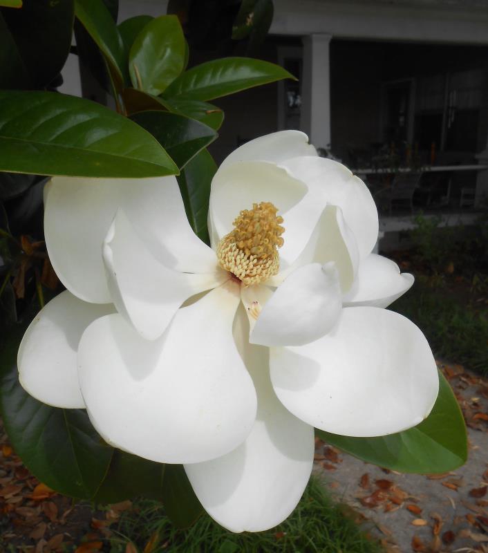 1 Southern Magnolia grandiflora seedling 3
