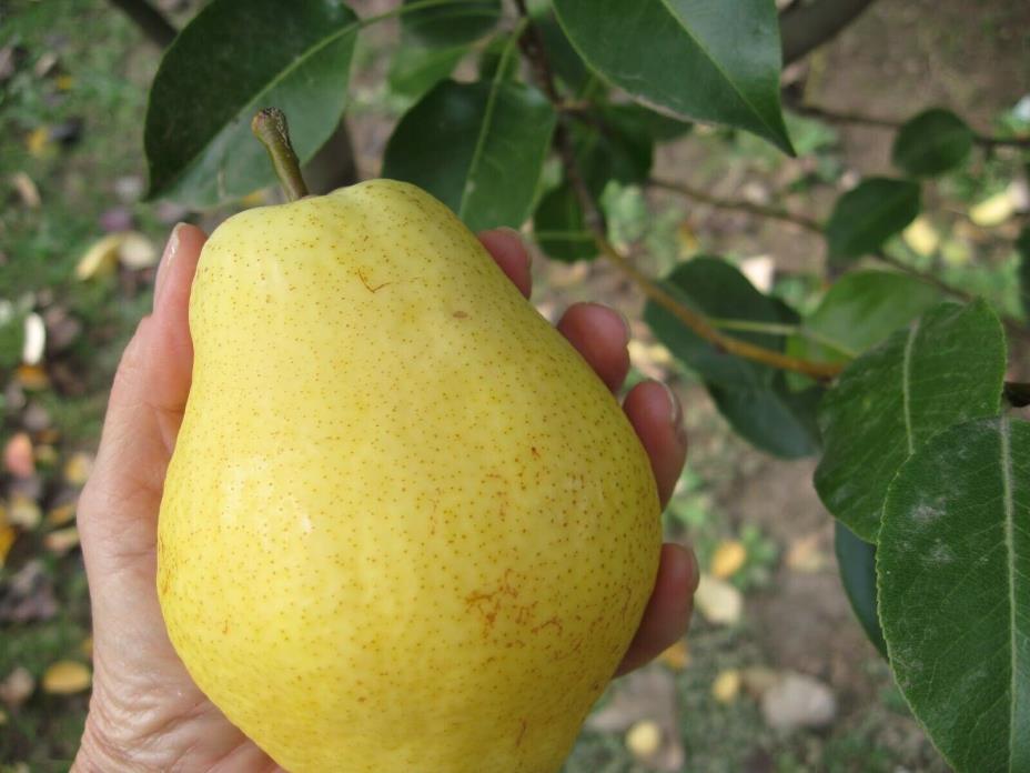 8 + 2 KIEFFER Pear FRUIT TREE bare cuttings - Non-Rooted  KIEFFER PEAR