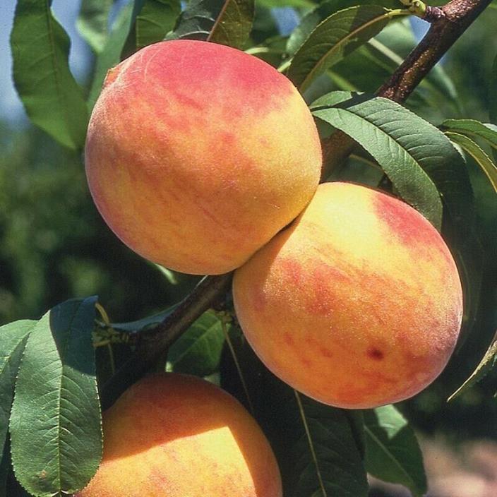 8 + 2 RELIANCE PEACH FRUIT TREE bare cuttings - Non-Rooted + Peach FREESTONE