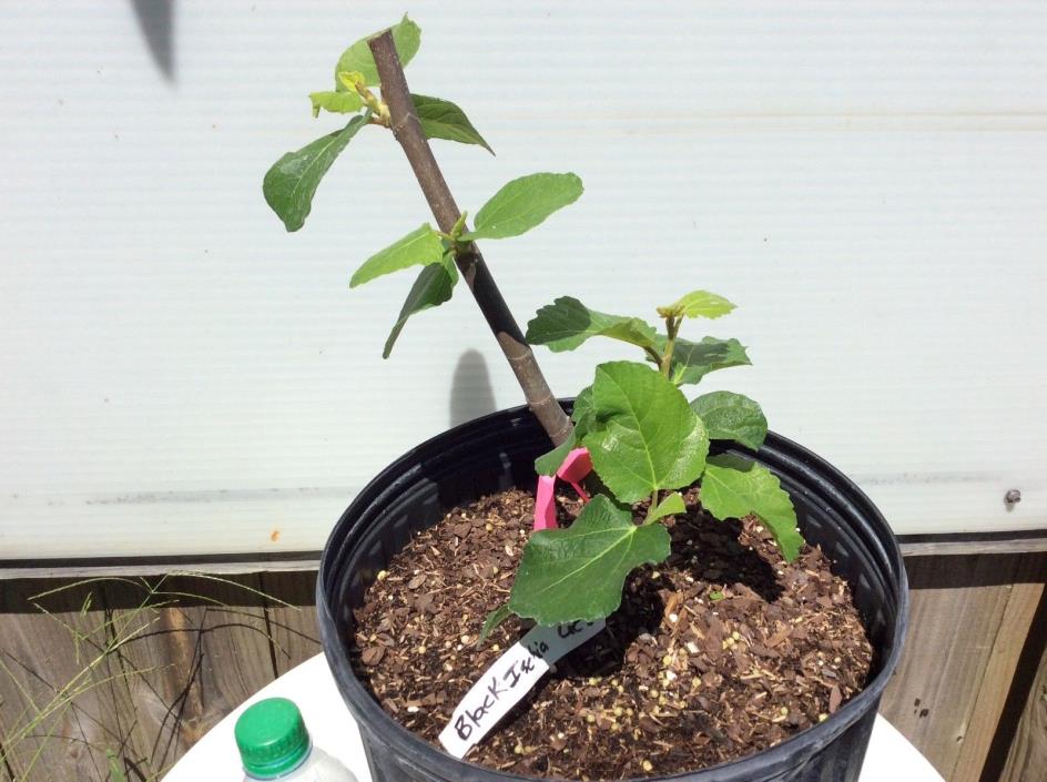 Rare Ischia Black UCD live fig tree plant 3 gallon