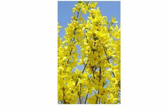 1 shrubs Lynwood Gold Forsythia 1 foot tall bareroot
