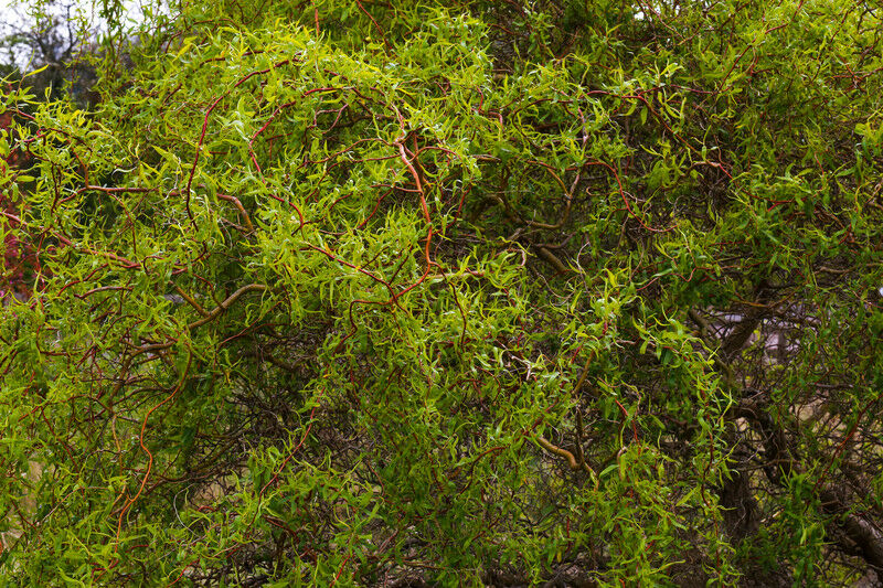 Corkscrew Weeping Willow Tree, Salix matsudana x tortuosa - Live Bare Root Plant