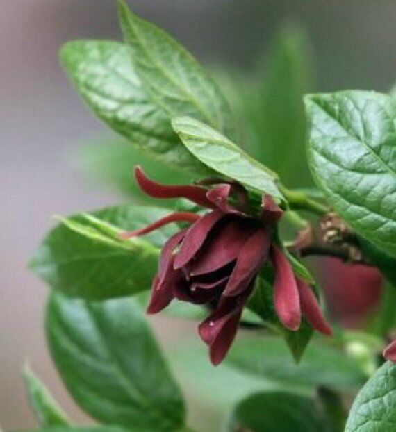 1 Sweetshrub Bush 2 foot tall bareroot