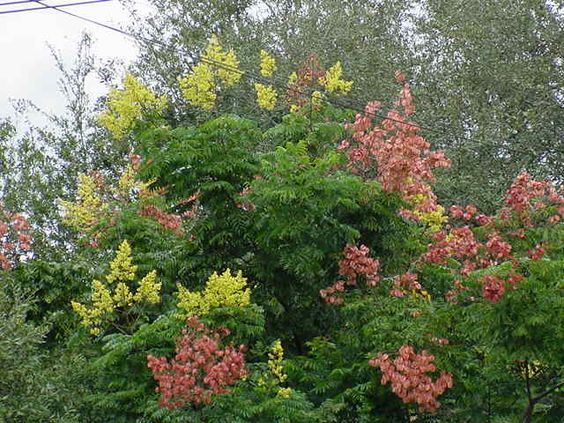 5 Golden rain tree seedlings 6 to 8 inches tall   Koelreuteria paniculata