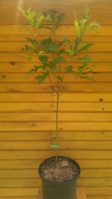 24” – 36” (2' - 3') Pin Oak Tree – Quercus palustris – live tree