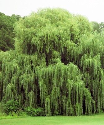 4 Golden Weeping Willow Trees - Ready to Plant - Beautiful Arching Canopy