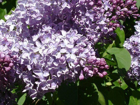 1 shrubs Common lilac bush 2 foot tall bareroot tree