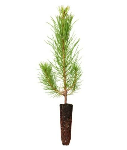 60 Loblolly Pine Tree Seedlings - Fast growing/easy planting