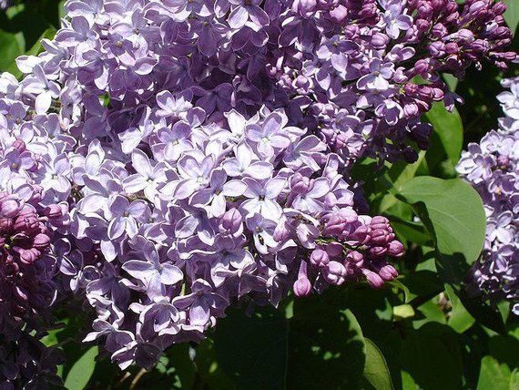 1 shrubs Blue Chinese Wisteria 1 foot tall bare root on sale wholesale