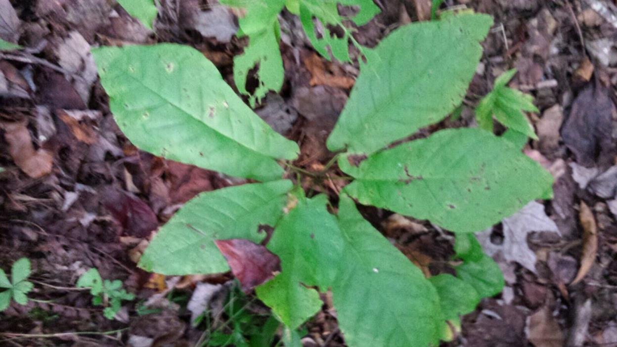 Fraser Magnolia(Magnolia fraseri)~Mountain Magnolia~1 Bare tree~12-24