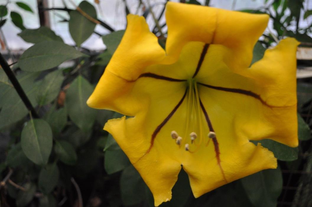 Solandra maxima PLANT Woody vine Beautiful Flowering Golden chalice huge 3G