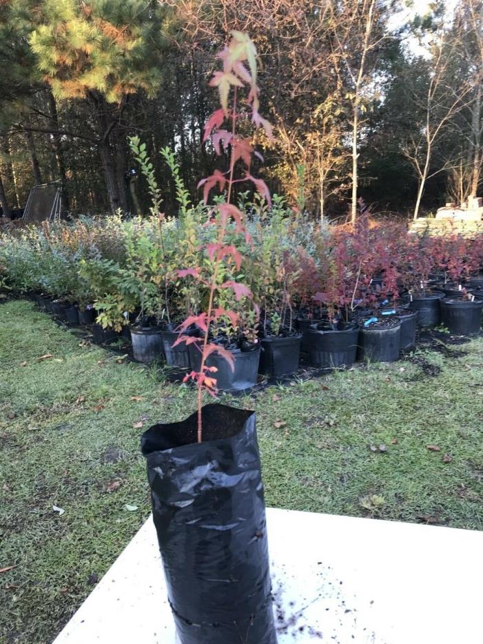 Red Japanese Maple Tree (1) one year old 16-20 inch tall nursery grown