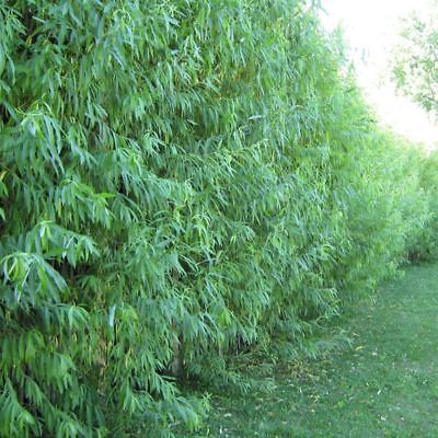 16 Hybrid Aussie Willow Trees - Fast Growing Privacy and Shade - Easy to Grow