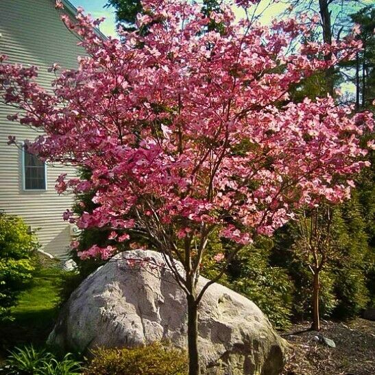 Pink Dogwood Tree 1-3