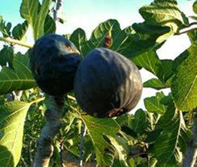 1 ANGELO FIG TREE CUTTING.