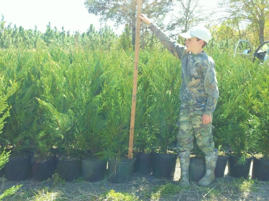 10  Leyland Cypress Trees  2  1/2  Feet Tall! Evergreen-* FREE Shipping!