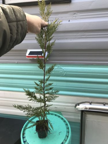 Leylands Cypress Privacy Trees 100 Total 2 To 3 Ft Tall.
