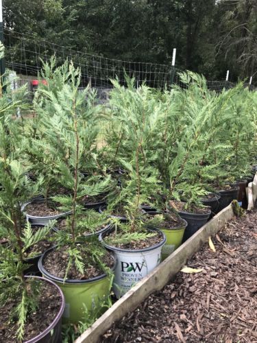 Leyland Cypress 14 Total Privacy Trees 2 To 3Ft Trees