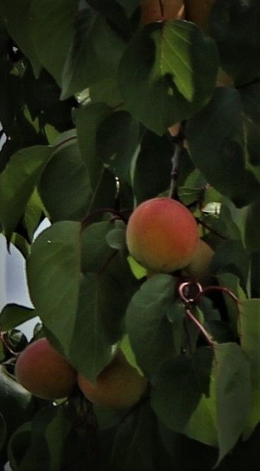 1  Hardy Apricot tree 1 foot bareroot tree