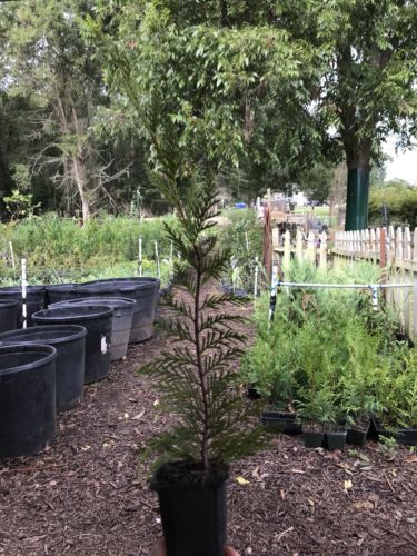 Leylands Cypress Privacy Trees 50 Total