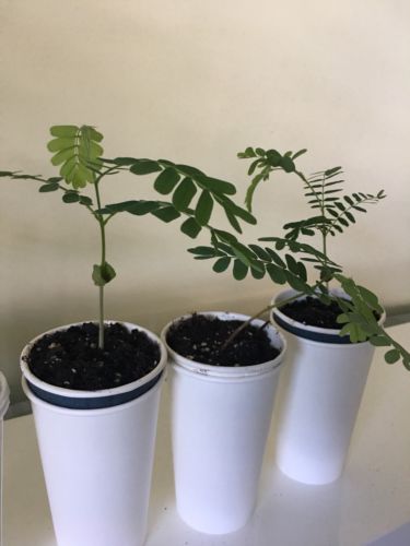 Tamarind Tree From Seed