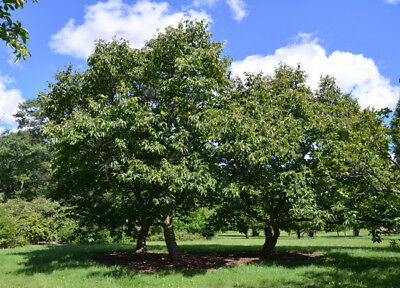 Chinese Chestnut (Castanea mollissima) 2 Trees  2-3'