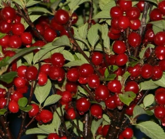 1 Hansen's  Bush Cherry 1 foot tall bareroot