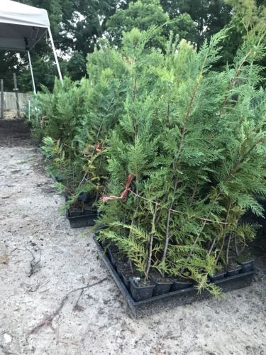 Leylands Cypress 50 Total Privacy Trees 2ft Plus