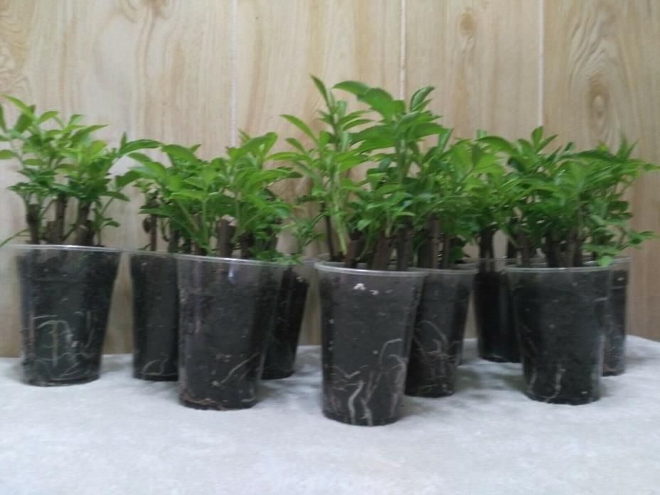 12 rooted Elderberry Cups, Approximately 36 plants, Elderflower, Elderberry Bush