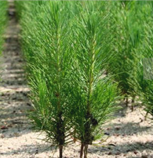 150 Organic Live Loblolly Pine Tree Seedlings 25% off+Free Gift & Planting Care!