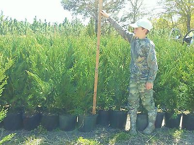 10  Leyland Cypress Trees  3  Feet Tall! Evergreen-* FREE Shipping!