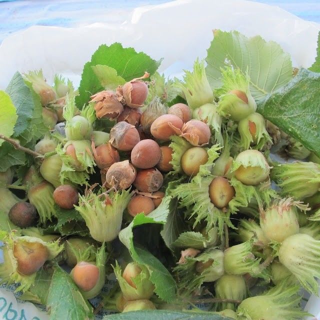 4 - AMERICAN HAZELNUT/FILBERT TREE CUTTINGS