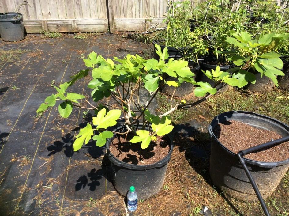 Rare Martinenca Rimada 15 gallon live fig tree mother plant