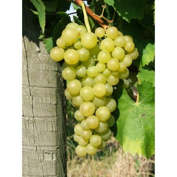 Pearl of Scaba Table Grape 3 cuttings