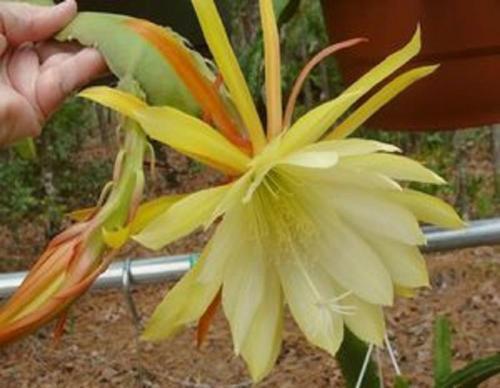 Epiphyllum,Orchid Cactus, 