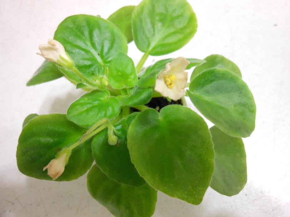 2 fresh cut leaves of african violet Alchemy Yellow Star
