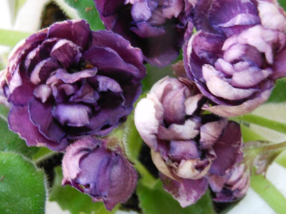 2 fresh cut leaves of african violet RS Charm