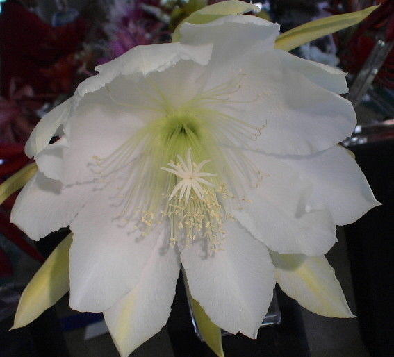 Epiphyllum,Orchid Cactus, 