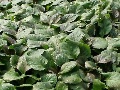 Ajuga 'Catlin's Giant' 25 Plants in 3-1/2 inch Pots FREE SHIPPING