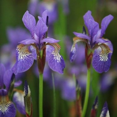 Live  Roota Blue Iris Plant flower Bulbs