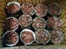 Lot of 28 Cupcake Wax and Wood shaving fire starter Survival Camping Fireplace