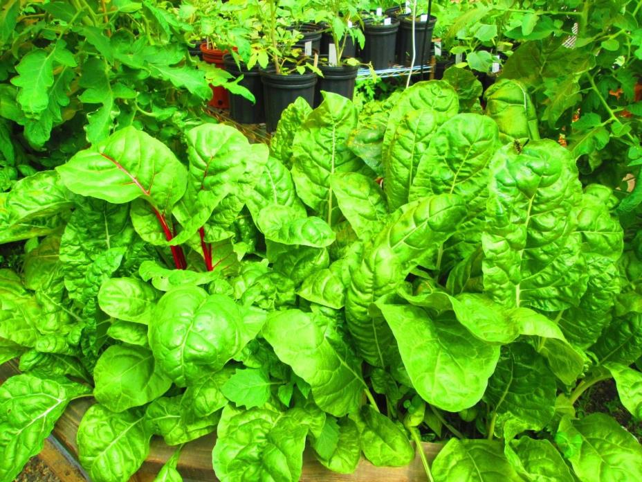 Microgreens Kitchen Garden Kit * Grow Mini-greens Fresh and Fast * Salad/Herbs