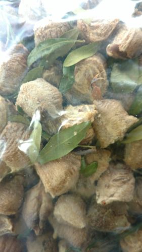 500 Fresh Chinese Praying Mantis Egg Cases