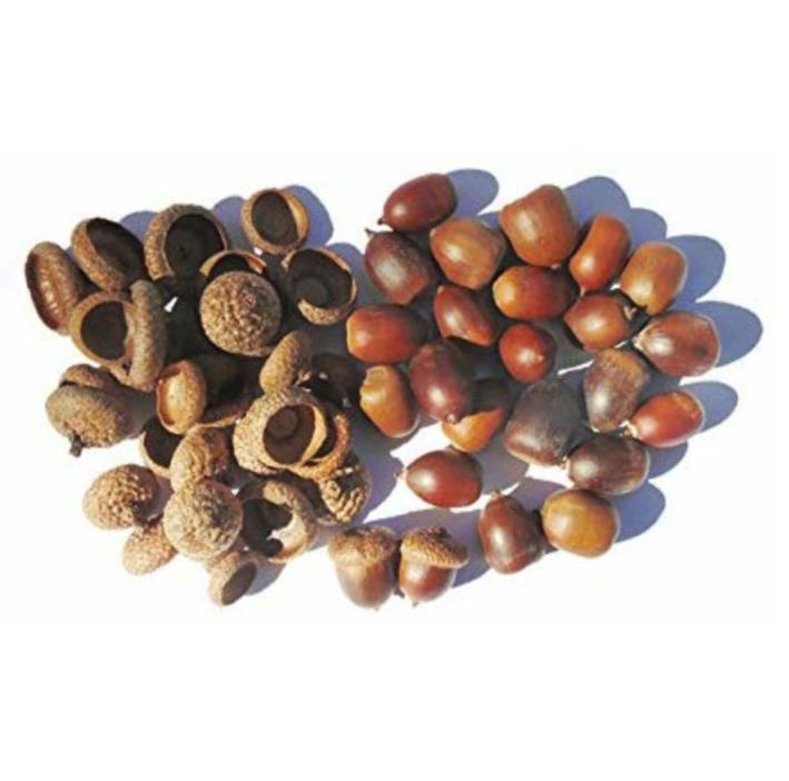 75 Fresh Hand Polished Natural Acorns Plus 85 Matching Caps Fall Floral Wedding